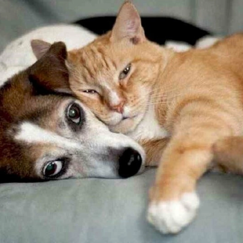 Gương mặt thẫn thờ đến từ meme chó buồn khiến ai cũng thấu