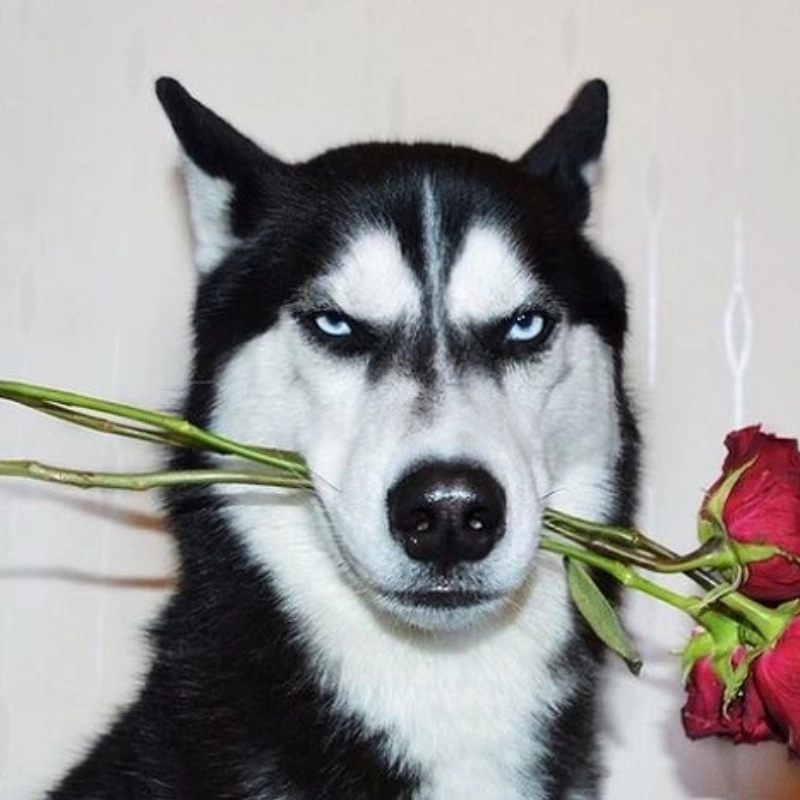 Đỉnh cao lú lẫn chính là meme chó ngáo dễ thương