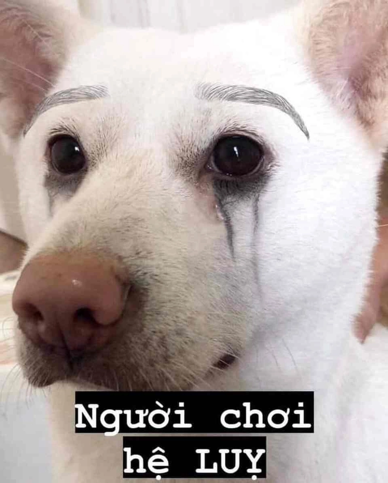 Loạt meme chó hài đang viral khắp các diễn đàn