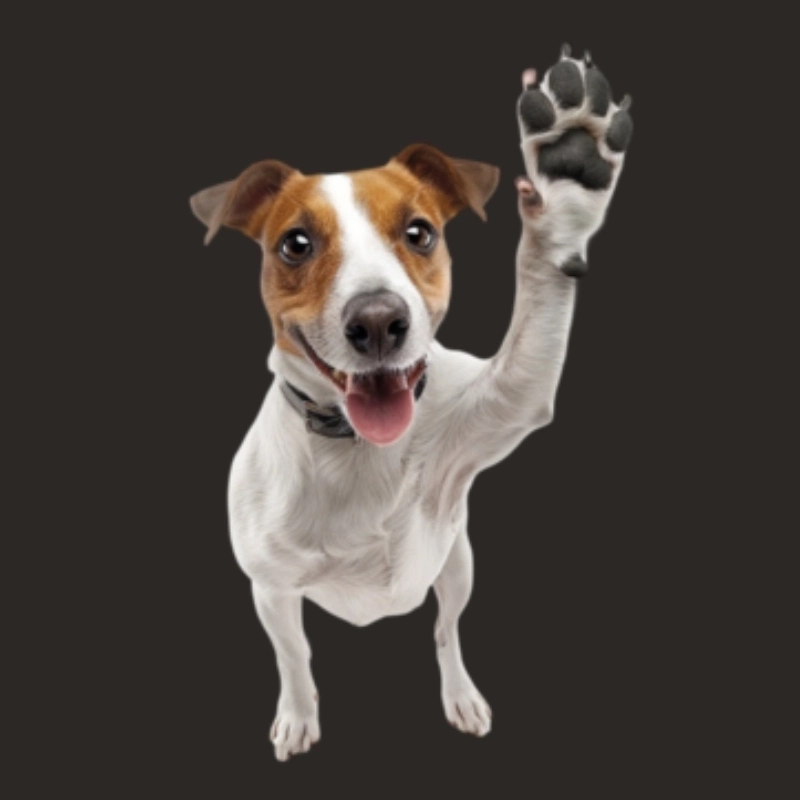 Gương mặt dỗi nhẹ của meme chó cười vẫn khiến tim tan chảy