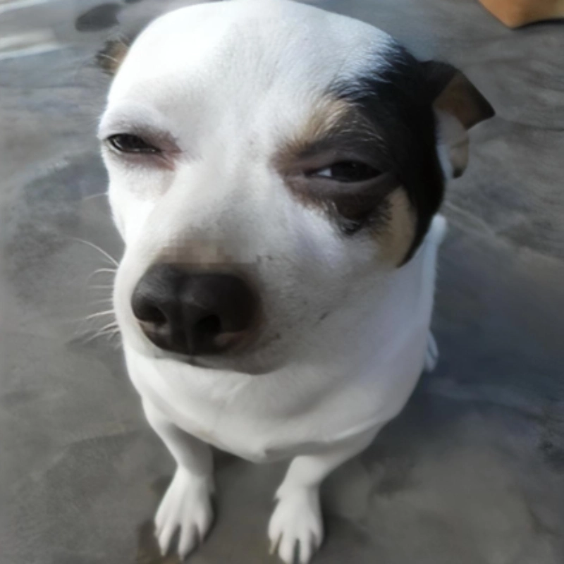 Đừng để bị soi bởi ánh mắt từ meme chó lườm cực gắt