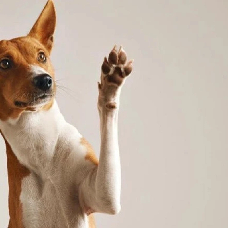 Mỗi ánh mắt là một thông điệp yêu thương từ meme chó đáng yêu