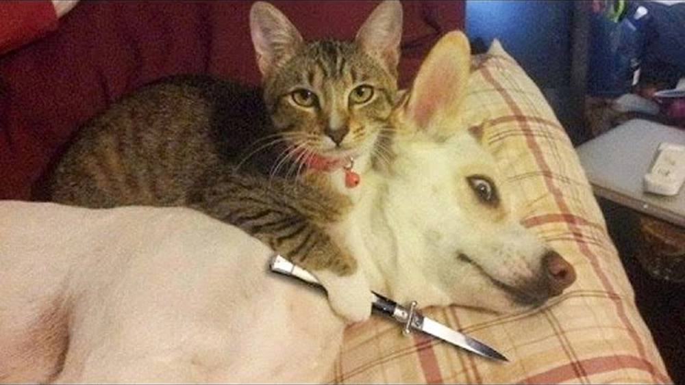 Đỉnh cao “kết hợp hài hòa” từ meme chó mèo cute