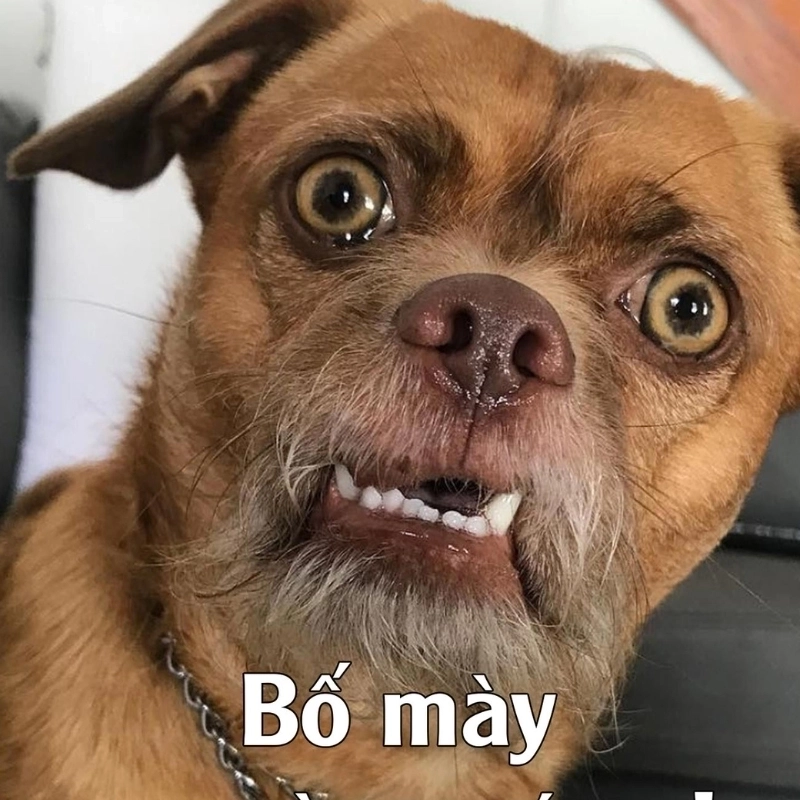 Nét diễn nghi ngờ đỉnh cao trong meme chó nghi ngờ