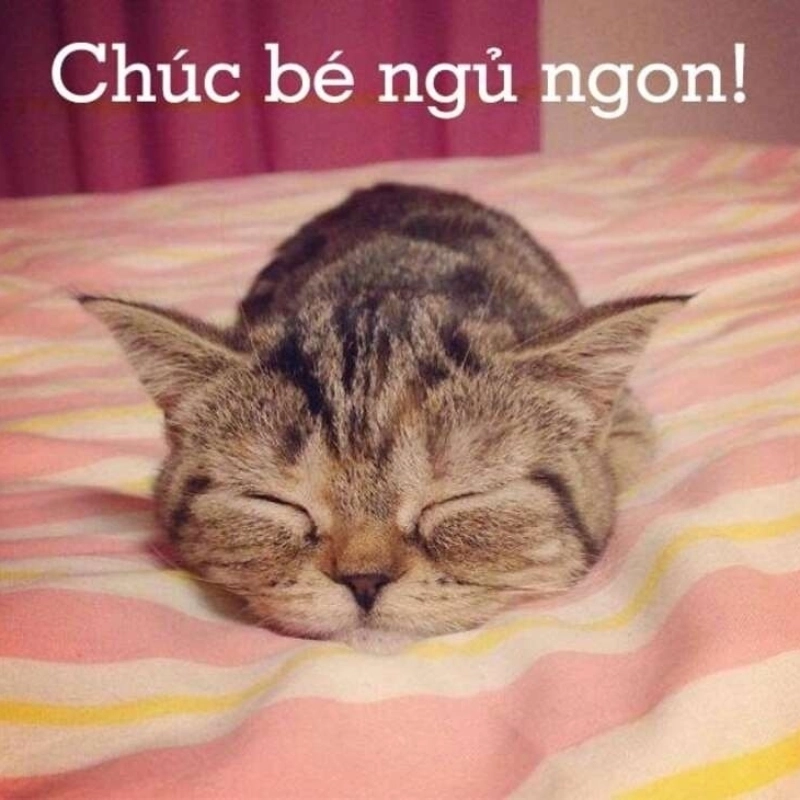 Thả nhẹ một chiếc meme chúc ngủ ngon cho ngày dài mệt mỏi
