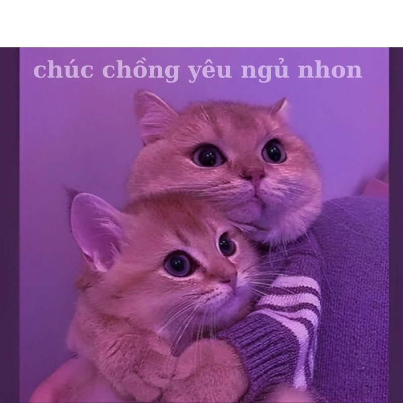 Lời ngọt ngào gửi người thương qua meme chúc người yêu ngủ ngon