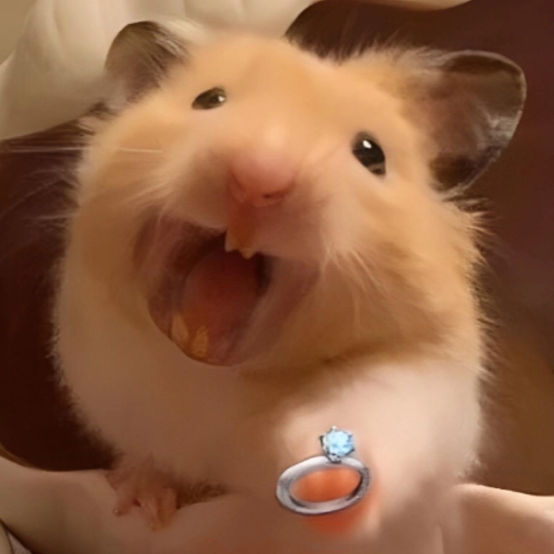 Hài không lối thoát với meme chuột hamster hài cực hot
