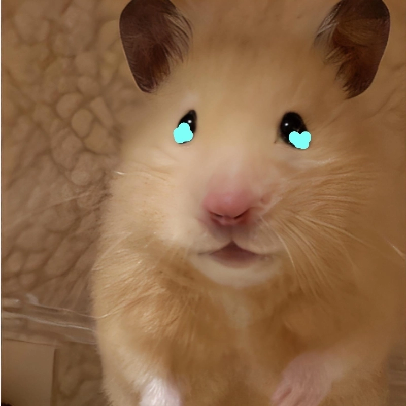 Cảm xúc vỡ òa trong meme chuột hamster khóc cực cảm động