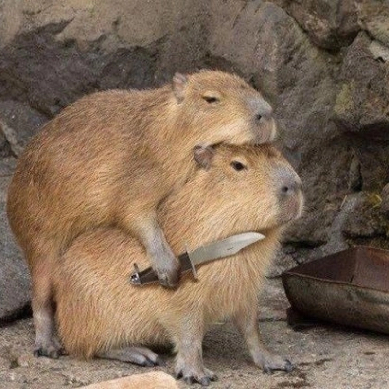 Nổi da gà vì meme chuột lang nước quá real