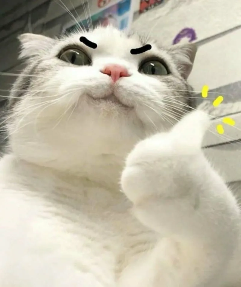 Đừng sợ thất bại hãy dùng động viên meme
