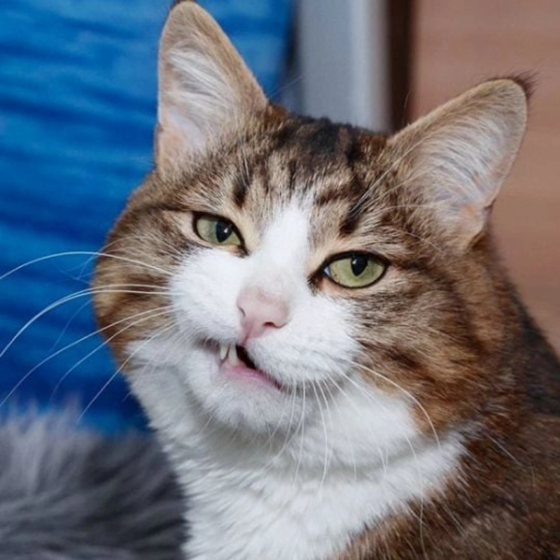 Khi một ánh mắt có thể nói lên tất cả thì dùng meme mặt cười đểu