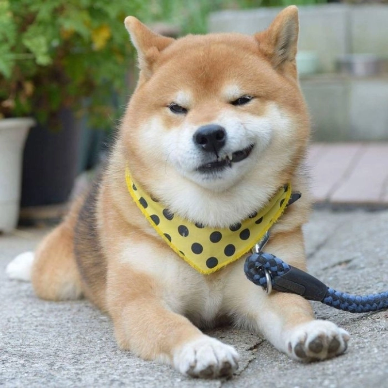 Mặt mâm nhưng vẫn đáng yêu như chó shiba cười đểu