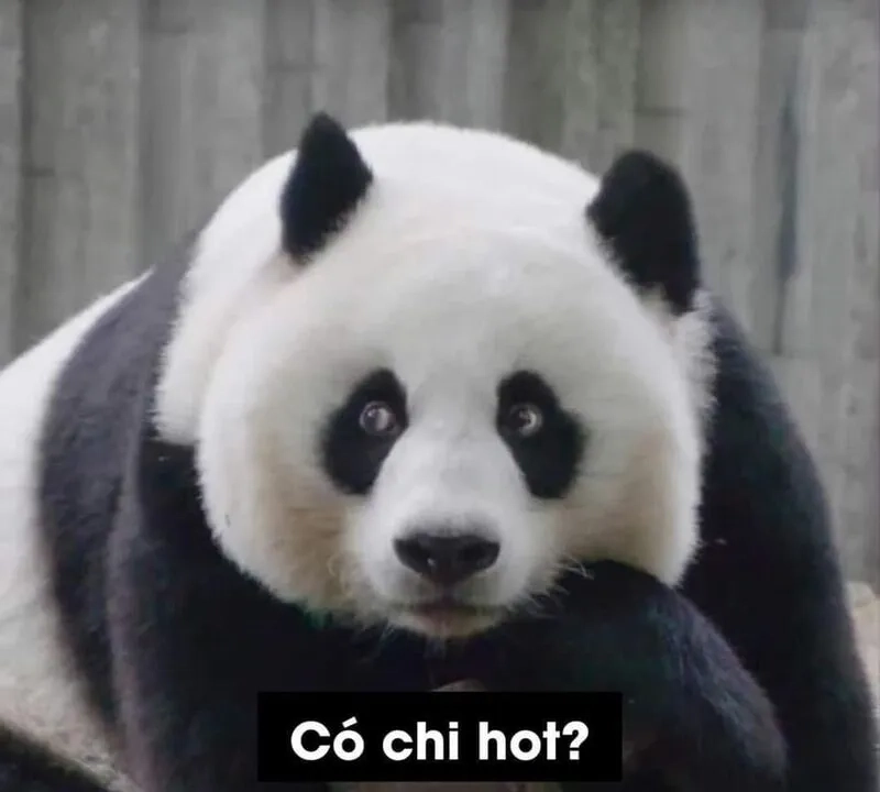 Độ lầy level max trong cute meme ảnh troll siêu bá đạo