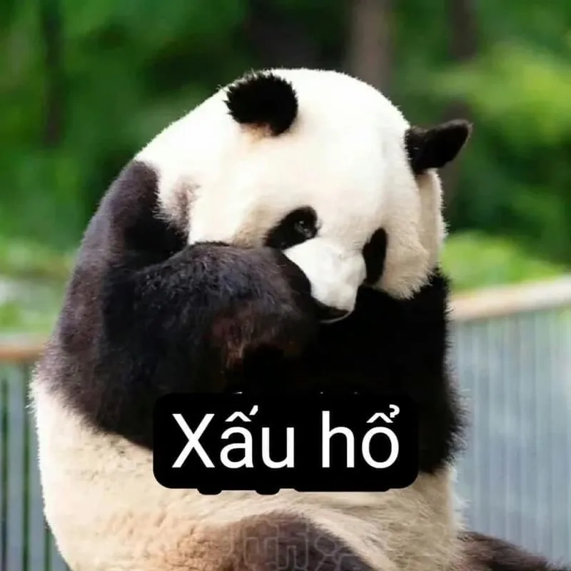 Khám phá loạt ảnh meme anime cute không thể cưỡng lại