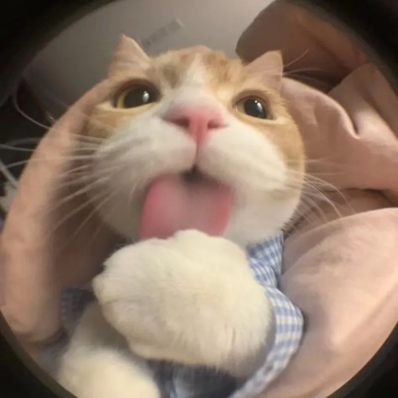 Bạn đã sưu tầm đủ meme ảnh mèo cute chưa