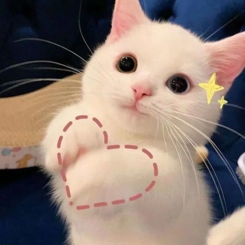 Hô biến avatar dễ thương với avatar mèo cute meme
