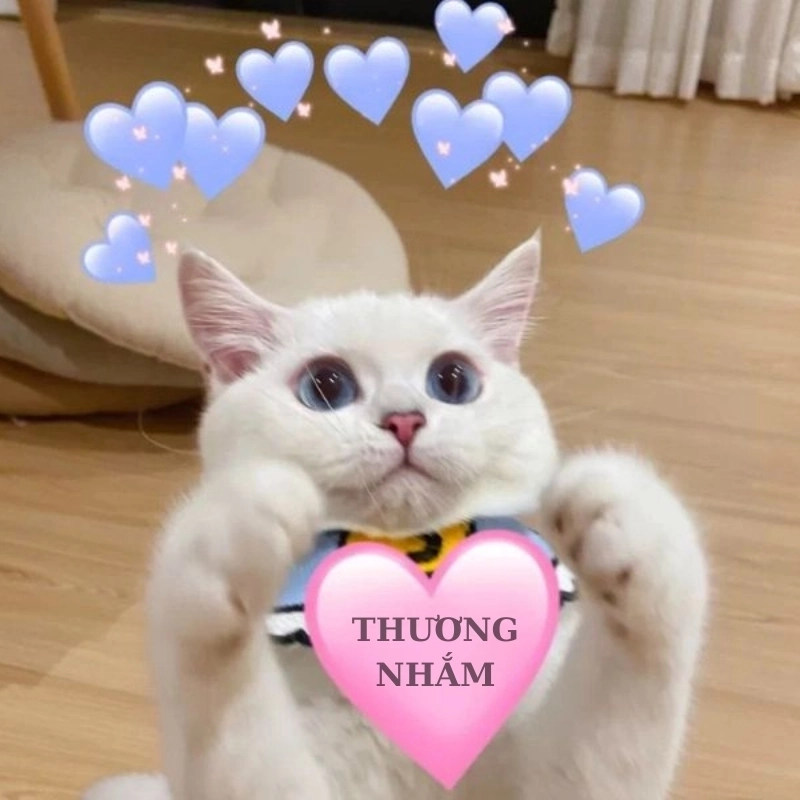 Cười xỉu với loạt mèo meme dễ thương lan truyền mạng