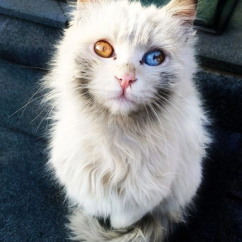 Không cần lý do, cứ xem mèo dễ thương meme là vui