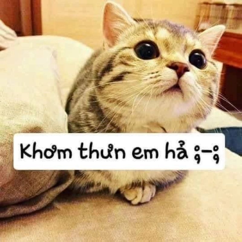 Cứu tim đi vì ảnh mèo meme dễ thương quá đáng yêu