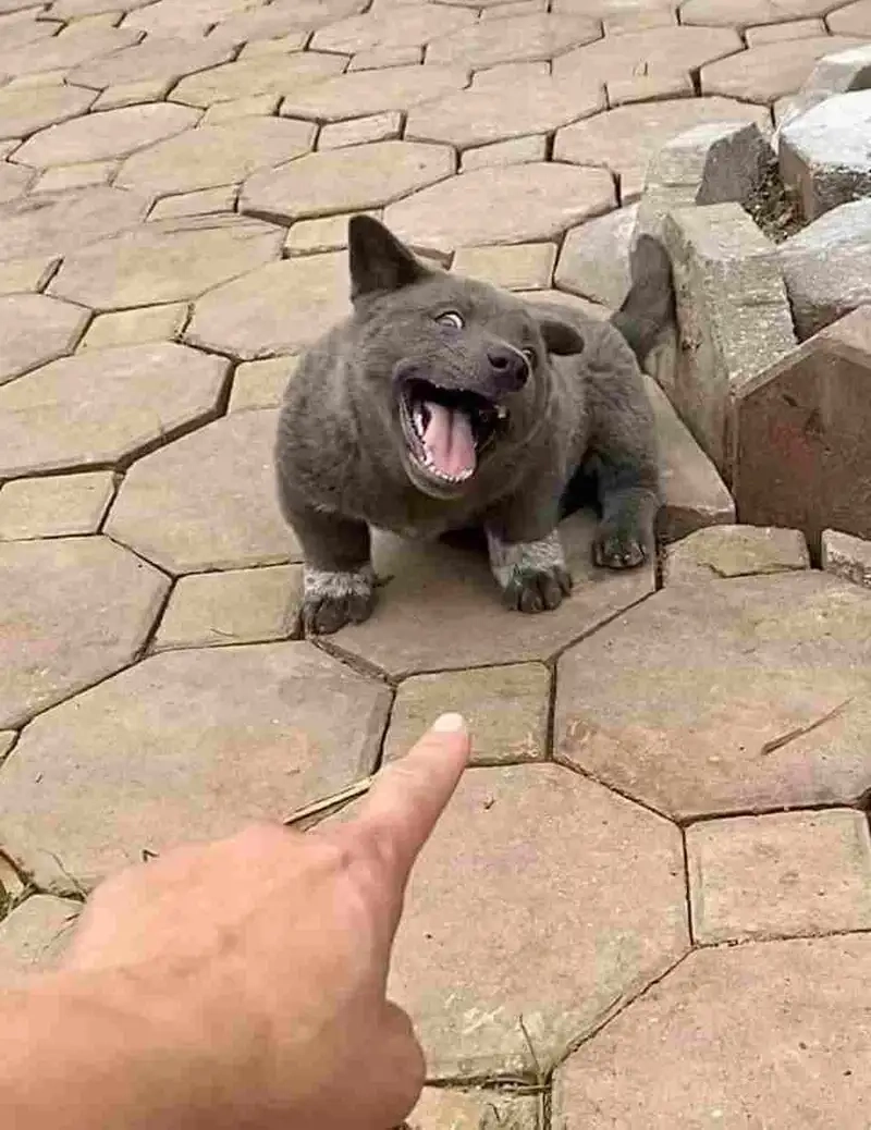 Cười bể bụng với doge meme cheems cực hài