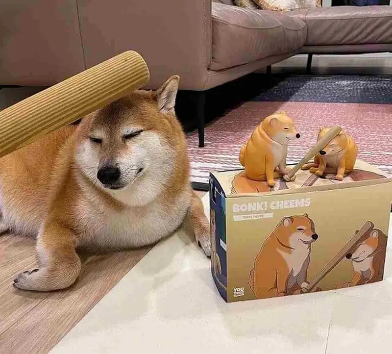 Trọn bộ ảnh meme doge chuẩn trend 2025