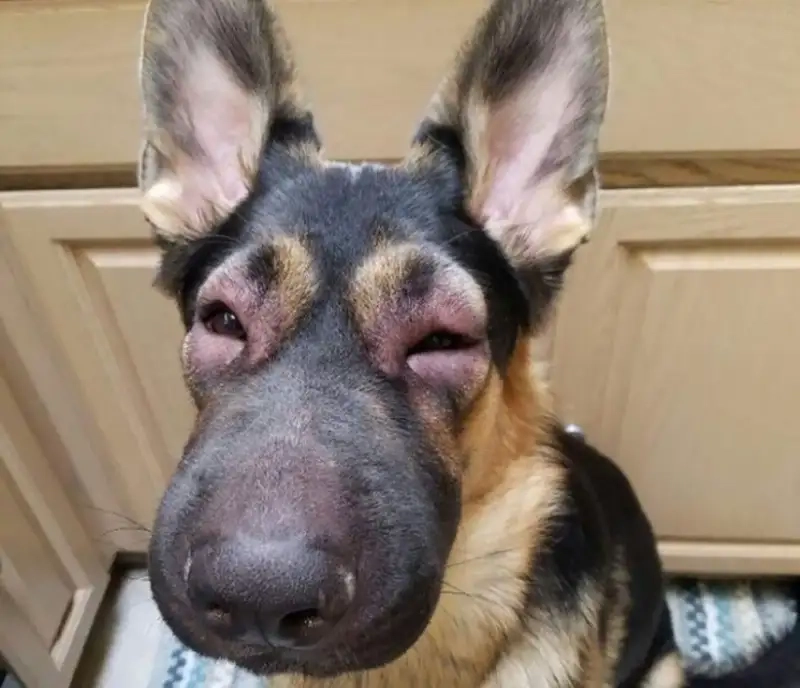 Bộ sưu tập meme doge việt nam siêu cưng siêu hài