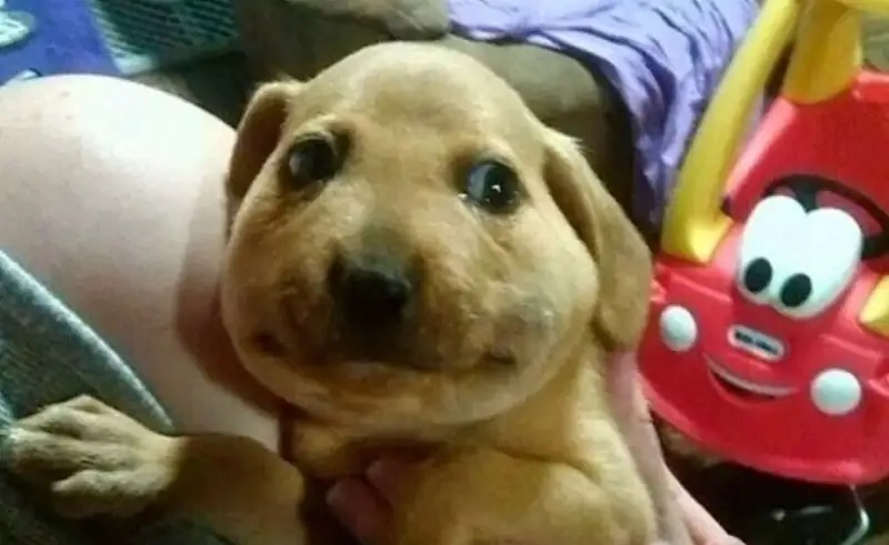 Đỉnh cao chế ảnh từ doge coin meme cực chất