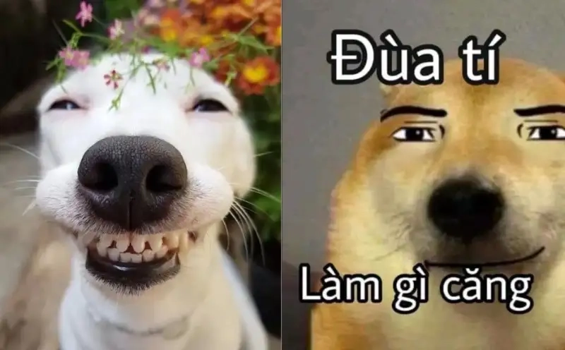 Đắm chìm trong thế giới hình doge meme bá đạo