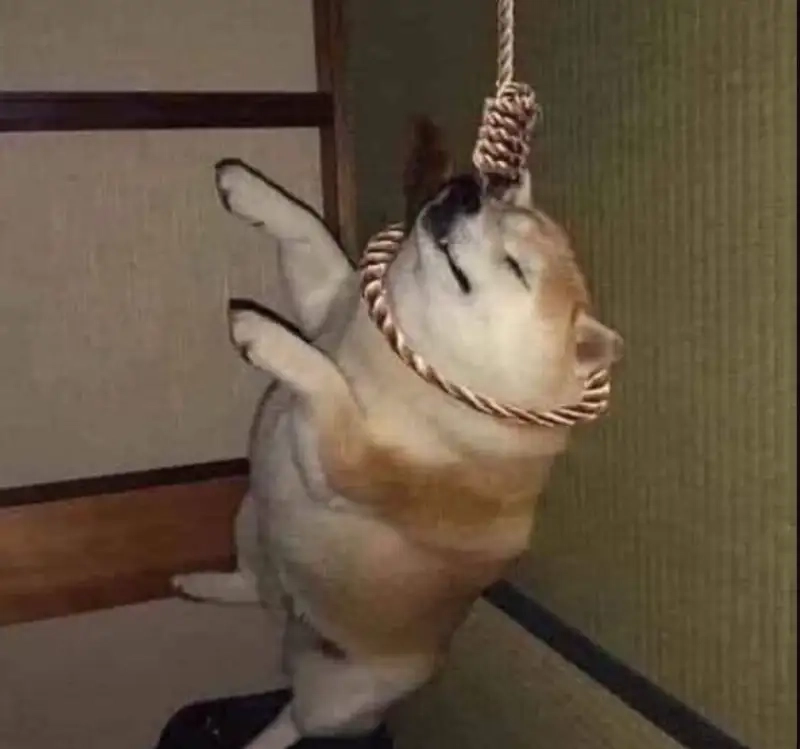 Cười sảng khoái cùng meme doge cheems hot nhất hôm nay