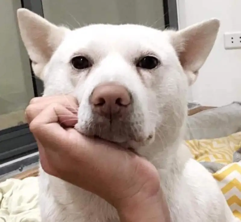 Đừng bỏ lỡ trào lưu meme coin doge siêu hài