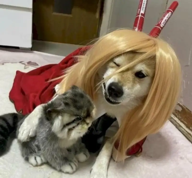 Đã mắt với bộ sưu tập smile dog meme cute lạc lối