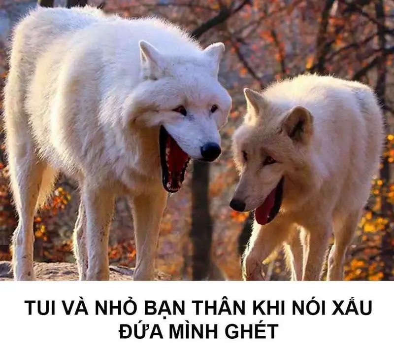 Đỉnh cao meme siêu ngầu angry dog meme
