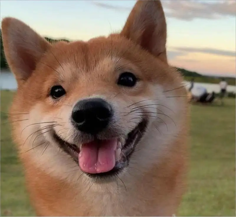 Bộ sưu tập ảnh meme dog hot trend 2025