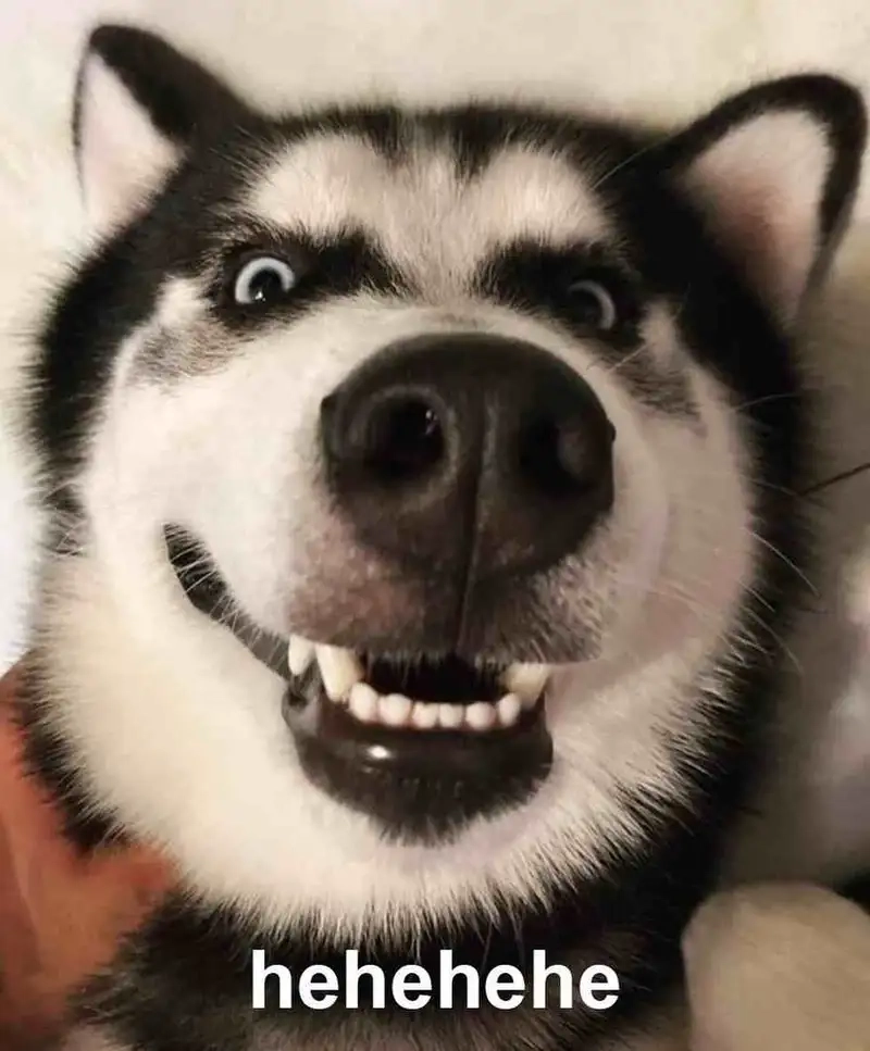 Cười rụng rốn với meme dog cute siêu cấp đáng yêu