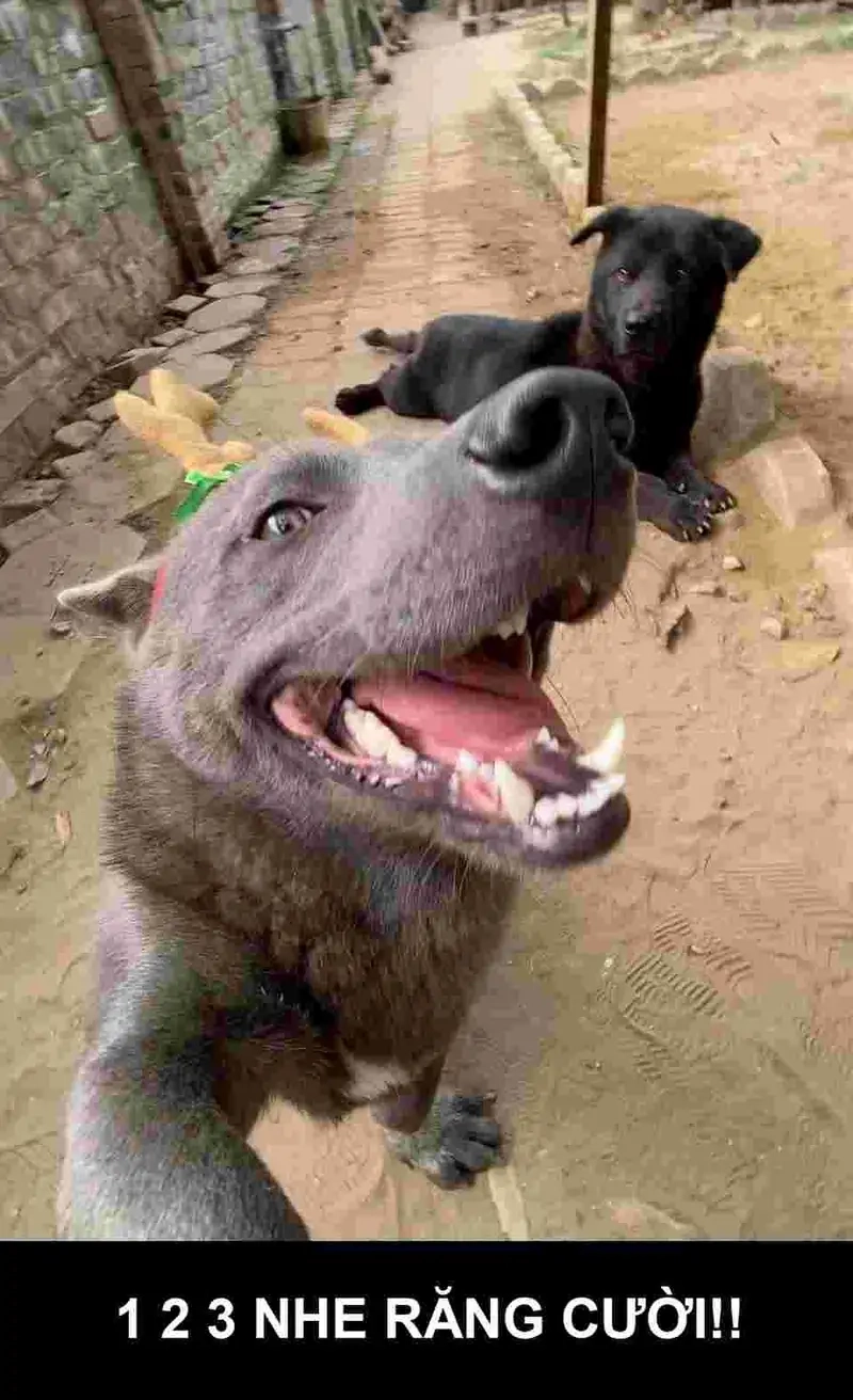 Khám phá dog power meme sea cực bá đạo