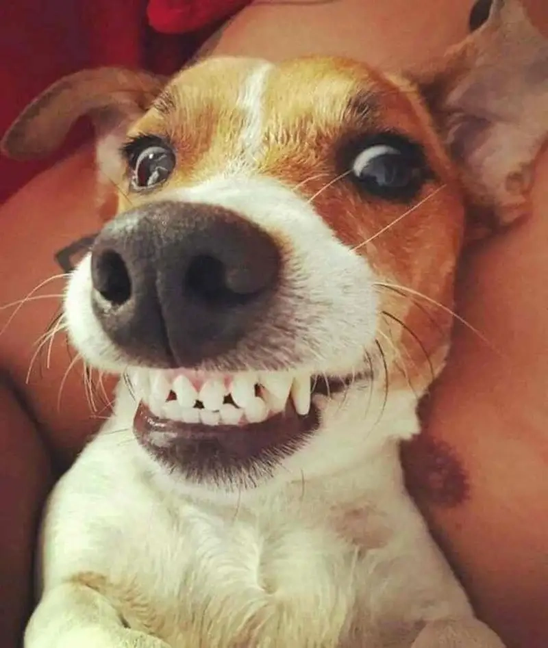 Siêu phẩm hài từ dog laugh meme hot nhất hôm nay