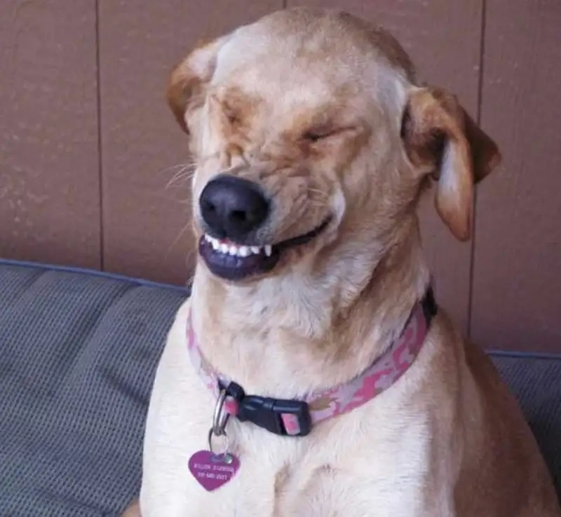 Tổng hợp smiling dog meme cho tín đồ meme
