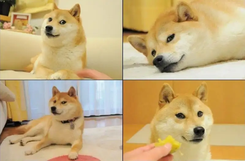 Cười nghiêng ngả với sus dog meme cực độc