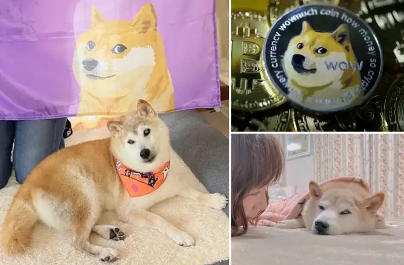 Không thể rời mắt khỏi dogs meme coin hot rần rần