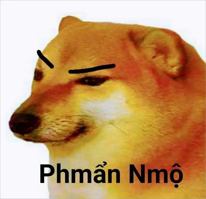 Cập nhật trend dog meme cute siêu đáng yêu