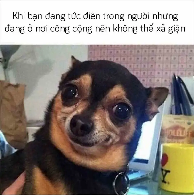 Cảnh báo hài hước từ dog bite meme siêu độc