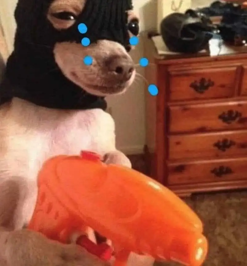 Siêu phẩm tải về ngay dog meme png