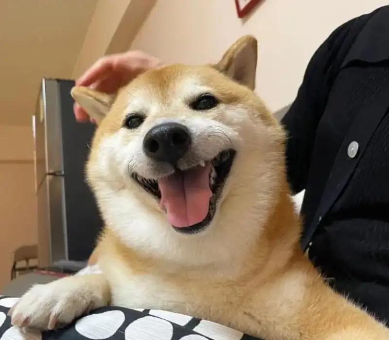 Cười nắc nẻ với meme dog funny cực hot