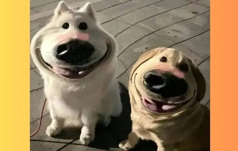 Bộ ảnh side eye dog meme chất như nước cất