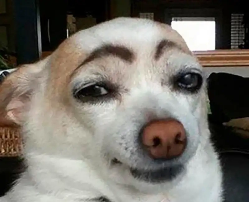 Cưng xỉu với dog cat meme vừa hài vừa yêu