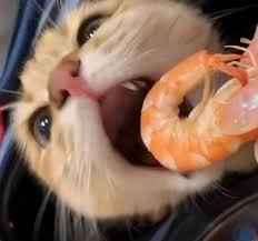 Nét hài khó tả từ ảnh meme há miệng đút cơm