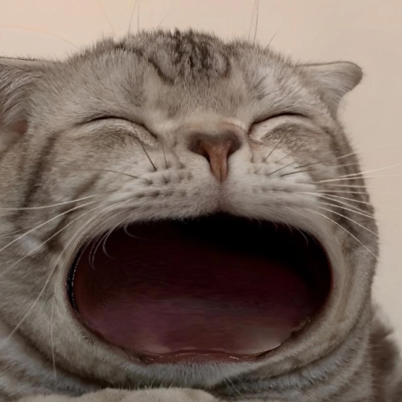  Tuyển chọn ảnh meme há mồm gây cười bá đạo nhất mạng 
