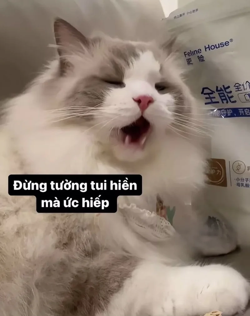 Cười lăn với những mẫu meme hài hước mèo cực phẩm