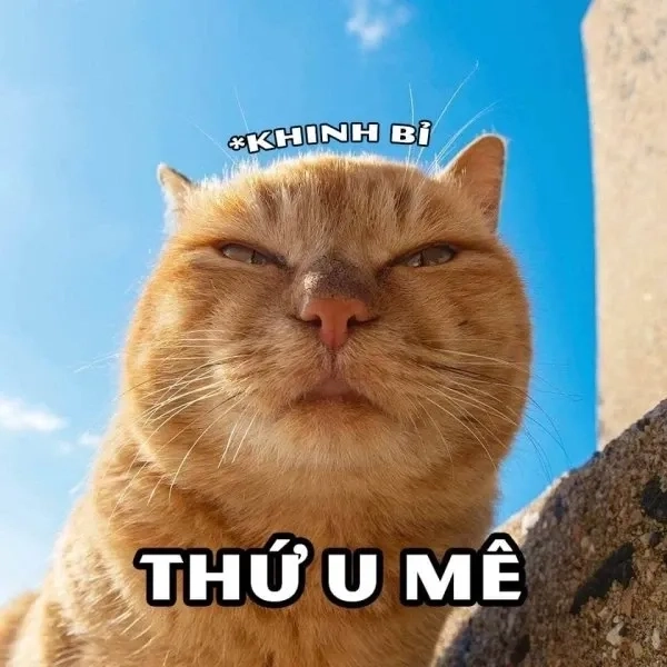 Boss ngầu nhất hệ mặt trời mèo cười đểu