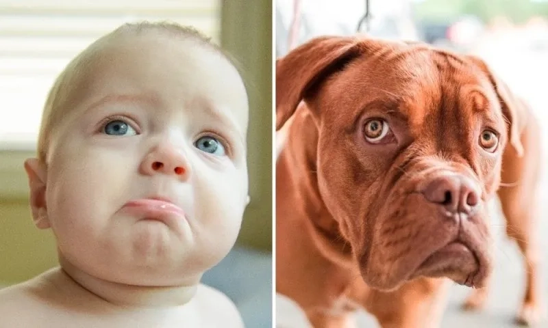  Tổng hợp ảnh meme khinh bỉ vừa hài vừa chất trên mạng 